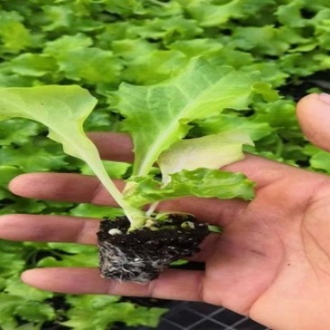 穴盘生菜苗耐热耐寒散叶生菜苗接球生菜苗早熟耐抽薹
