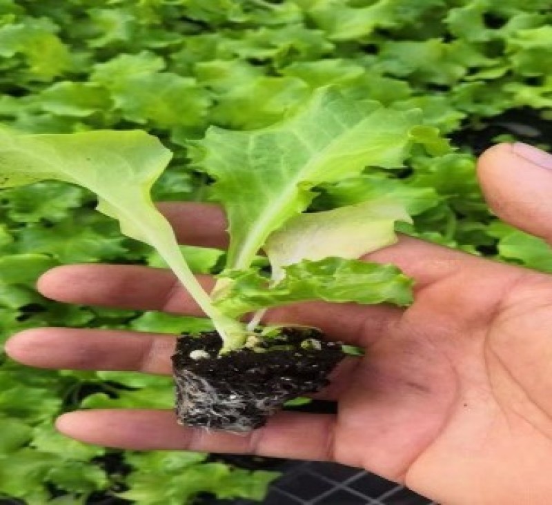 穴盘生菜苗耐热耐寒散叶生菜苗接球生菜苗早熟耐抽薹