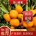 城固高山蜜桔，叶桔，果园直采直销，货源足，洗果打蜡包装