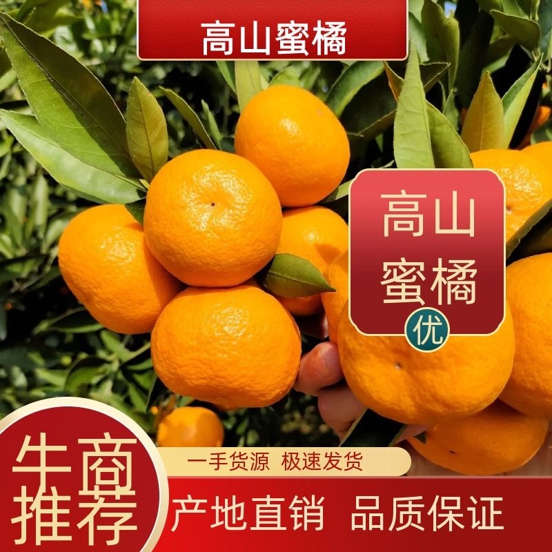 城固高山蜜桔，叶桔，果园直采直销，货源足，洗果打蜡包装