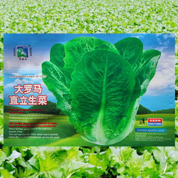生菜种子大罗马直立生菜高产抗病抗逆柔嫩可口食味佳优质生菜