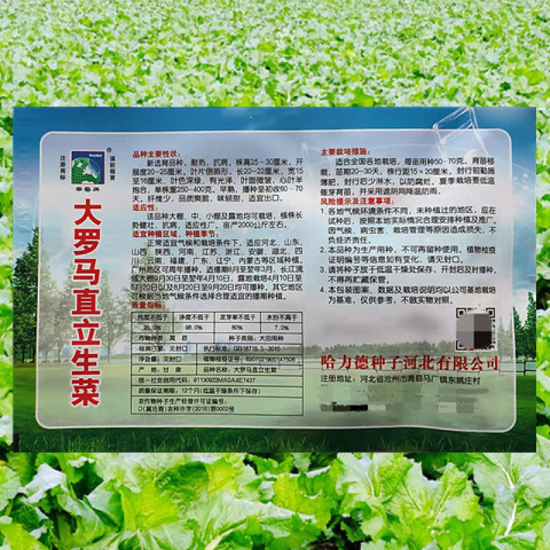 生菜种子大罗马直立生菜高产抗病抗逆柔嫩可口食味佳优质生菜