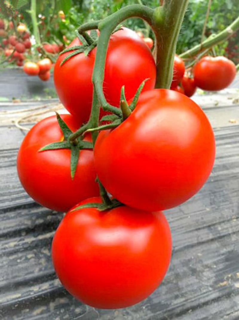 大红番茄苗齐达利番茄苗嫁接大红果西红柿苗量大价优