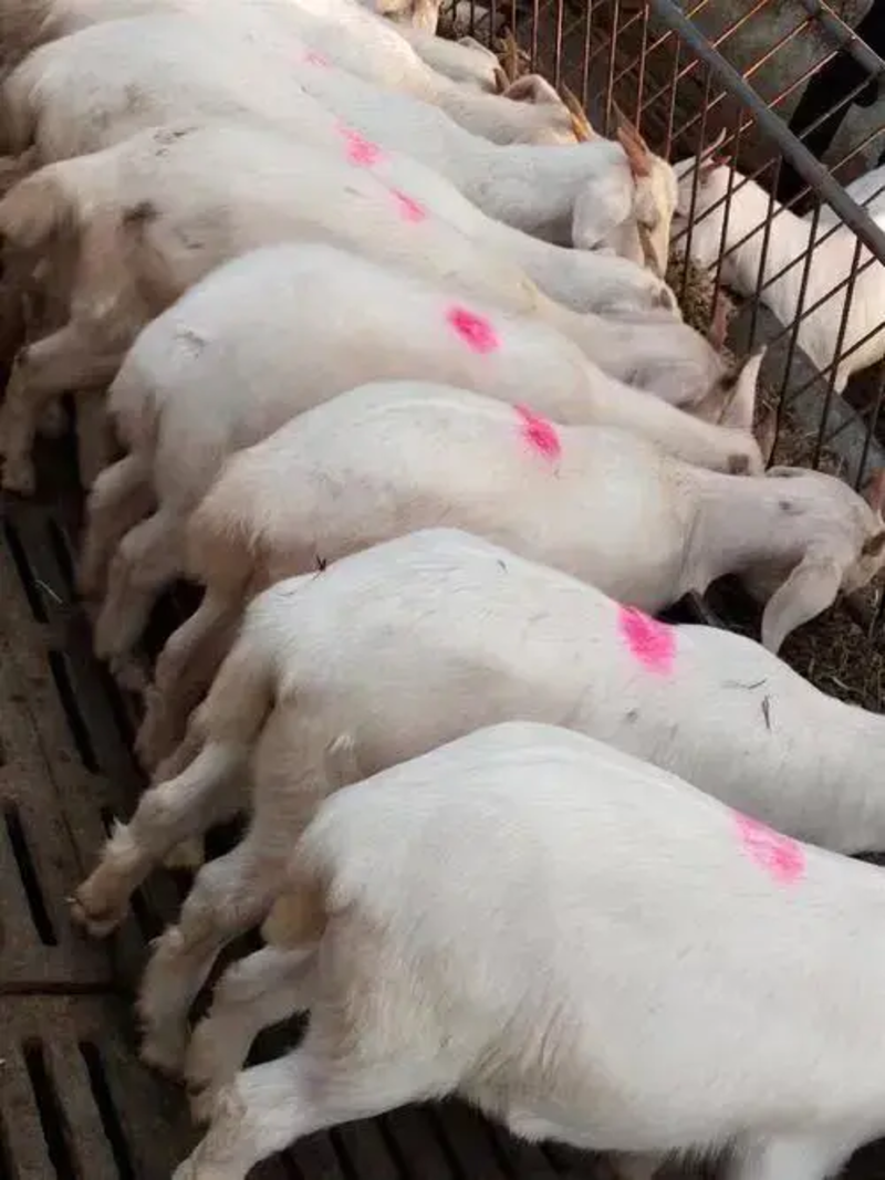山羊美国白山羊基地养殖多胎多羔全国发货欢迎考察！