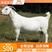 山羊美国白山羊基地养殖多胎多羔全国发货欢迎考察！