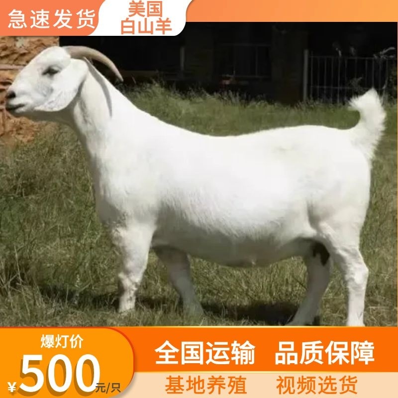 精美国白山羊基地养殖多胎多羔全国发货欢迎考察！
