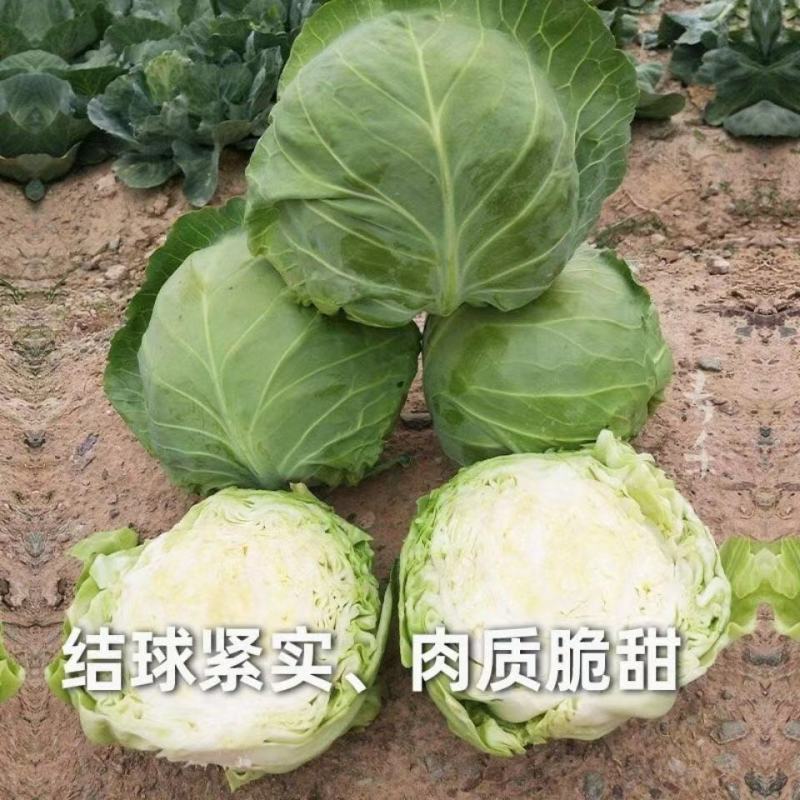 【甘蓝】河北精品甘蓝产地直销坏单包赔供应全国