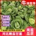 【甘蓝】河北精品甘蓝产地直销坏单包赔供应全国