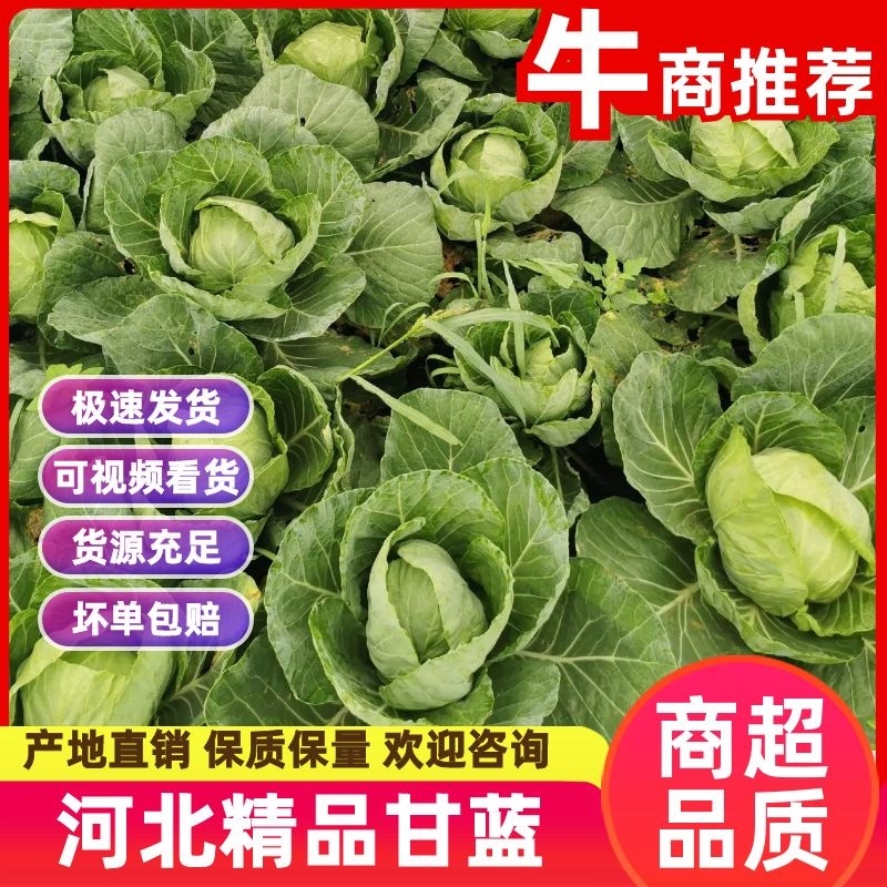 【甘蓝】河北精品甘蓝产地直销坏单包赔供应全国