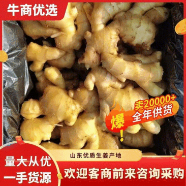 山东大黄姜种子生姜种小黄姜种产地批发价格.技术指导包回收