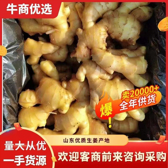 山东大黄姜种子生姜种小黄姜种产地批发价格.技术指导包回收