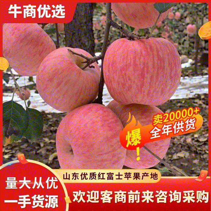 山东省红富士苹果产地直销，坏果包赔电商平台全国发货