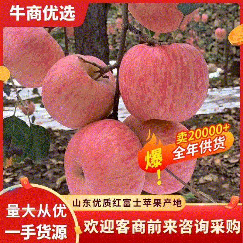 山东红富士苹果产地价格优惠货源充足，颜色漂亮全国发货