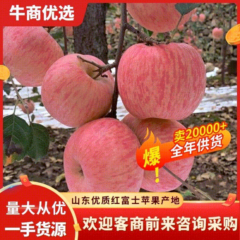 山东红富士苹果产地价格优惠货源充足，颜色漂亮全国发货