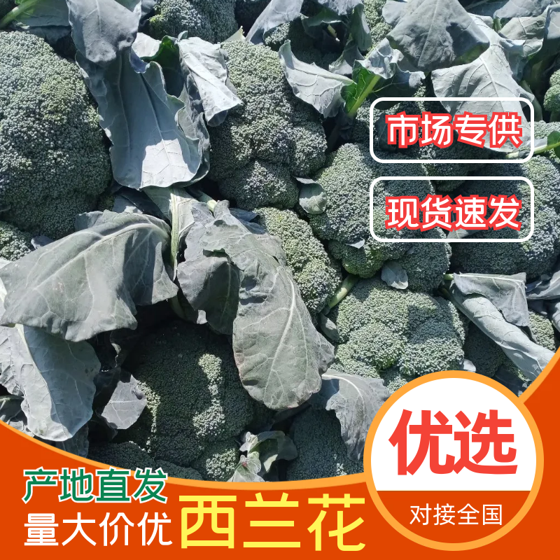 凌海西兰花大量上市