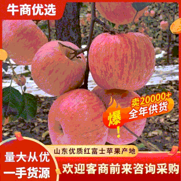 山东冰糖心红富士苹果产地批发价格低，货源充足全国发货
