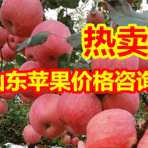红富士苹果产地价格，三毛起【电商团购优惠保证质量全国发货