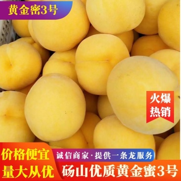 安徽黄金密3号黄金蜜桃，口感脆甜，甜度高，产地直发，信誉保证