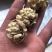 【包邮】云南大麻子薄皮核桃2021新果供应（自然果）