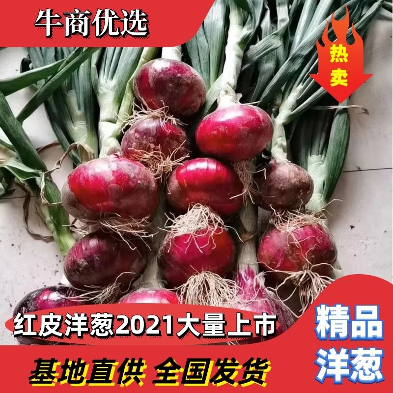 精品红皮洋葱，3-7，8以上常年供应，诚信经营，物流全国