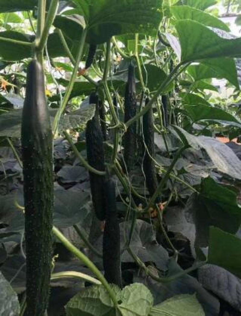 油亮黄瓜苗抗病好嫁接黄瓜苗绿肉黄瓜苗瓜码密