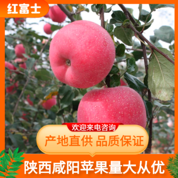 陕西红富士苹果红富士苹果量大从优全国发货