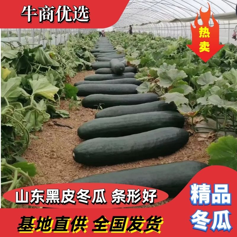 精品黑皮冬瓜，货源充足，保质保量，适合工厂市场，物流全国