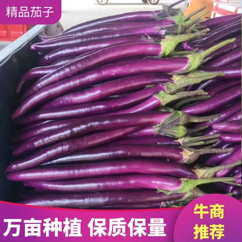 优选茄子🍆烧烤茄🍆红线茄🍆红金刚756🍆代发全国