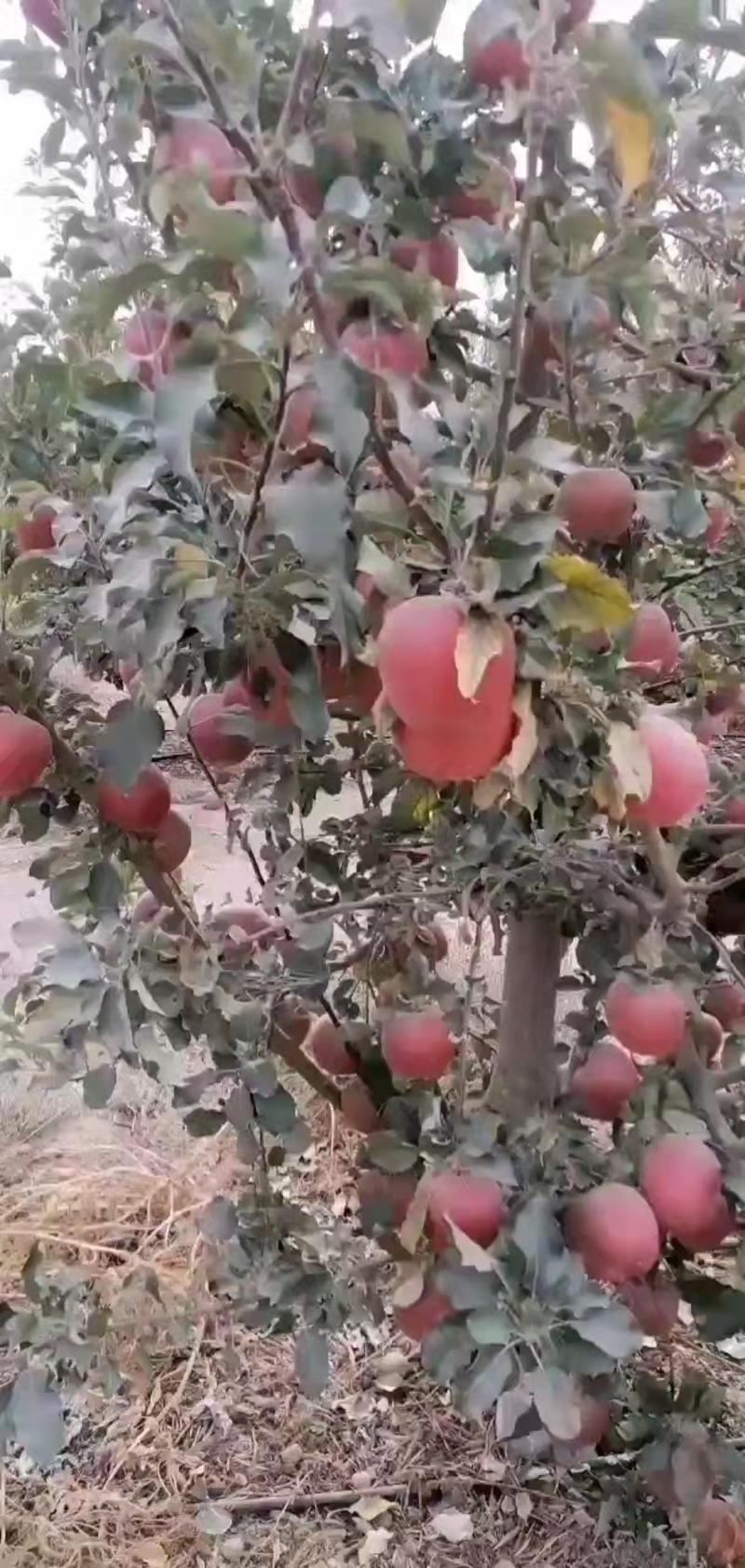 新疆阿克苏红旗坡冰糖心苹果，质量保证，果园直发