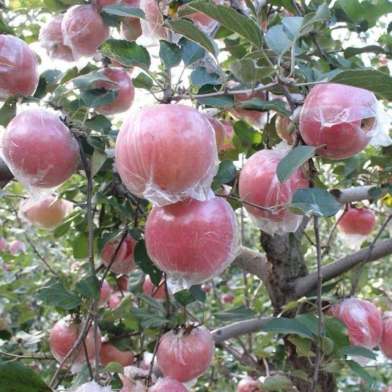 【苹果】山东精品红富士苹果产地直供一手货源脆甜多汁