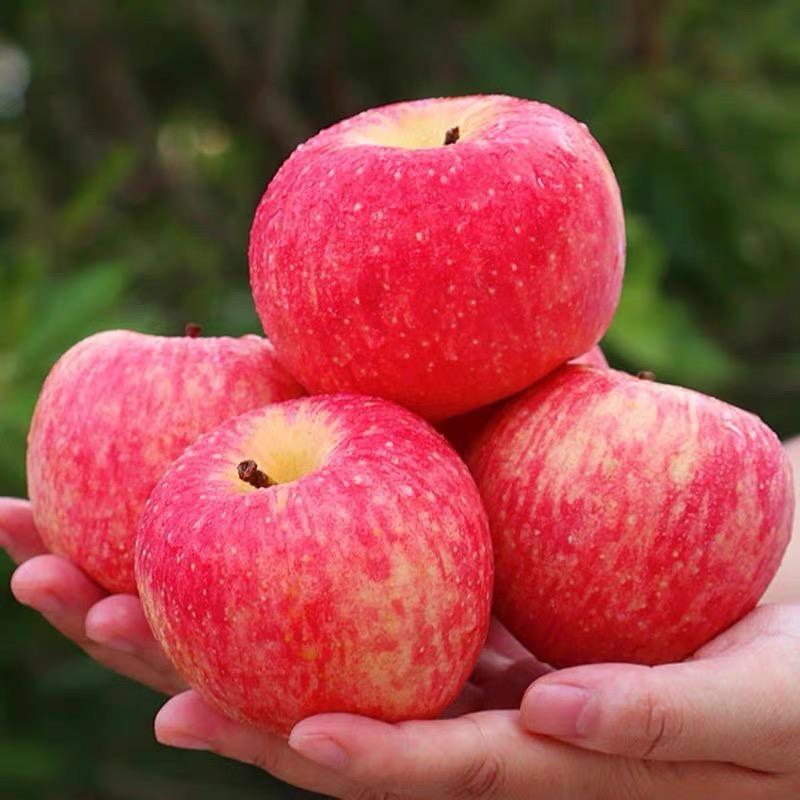新疆阿克苏冰糖心苹果，质量保证，果园直发