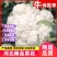 【菜花】河北花菜个头均匀花白产地直销供应全国