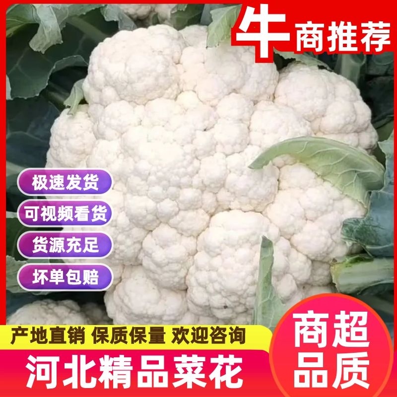 【菜花】河北花菜个头均匀花白产地直销供应全国