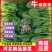 【菠菜】河北精品菠菜产地直销质量保证专业打包，装车，
