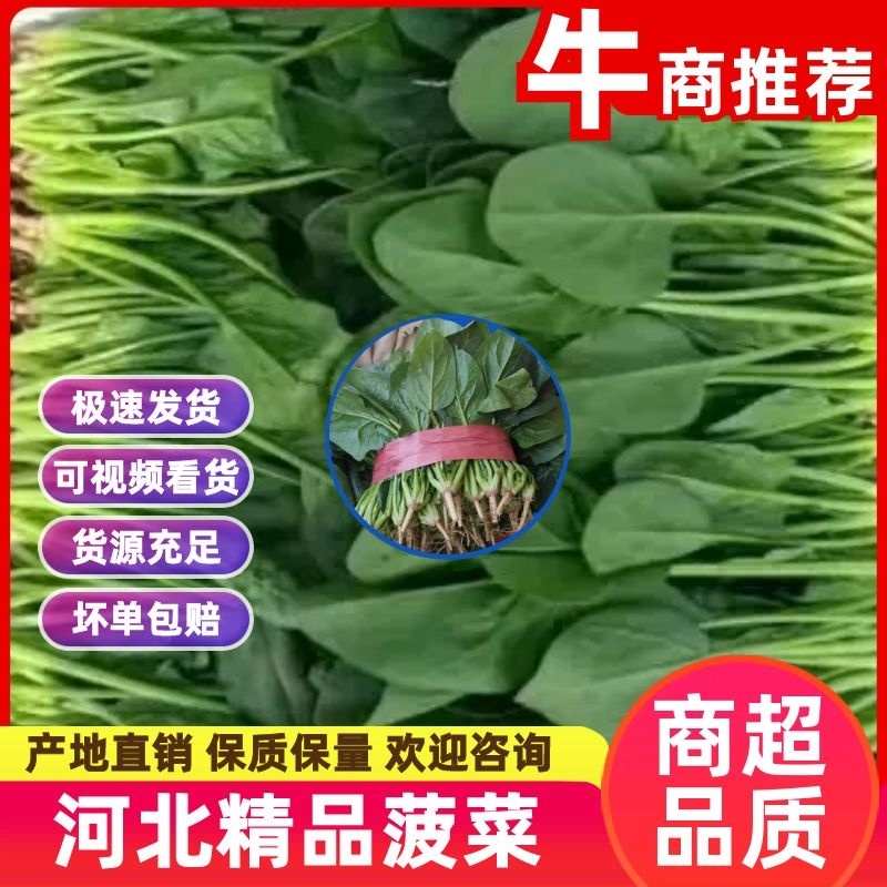 【菠菜】河北精品菠菜产地直销质量保证专业打包，装车，