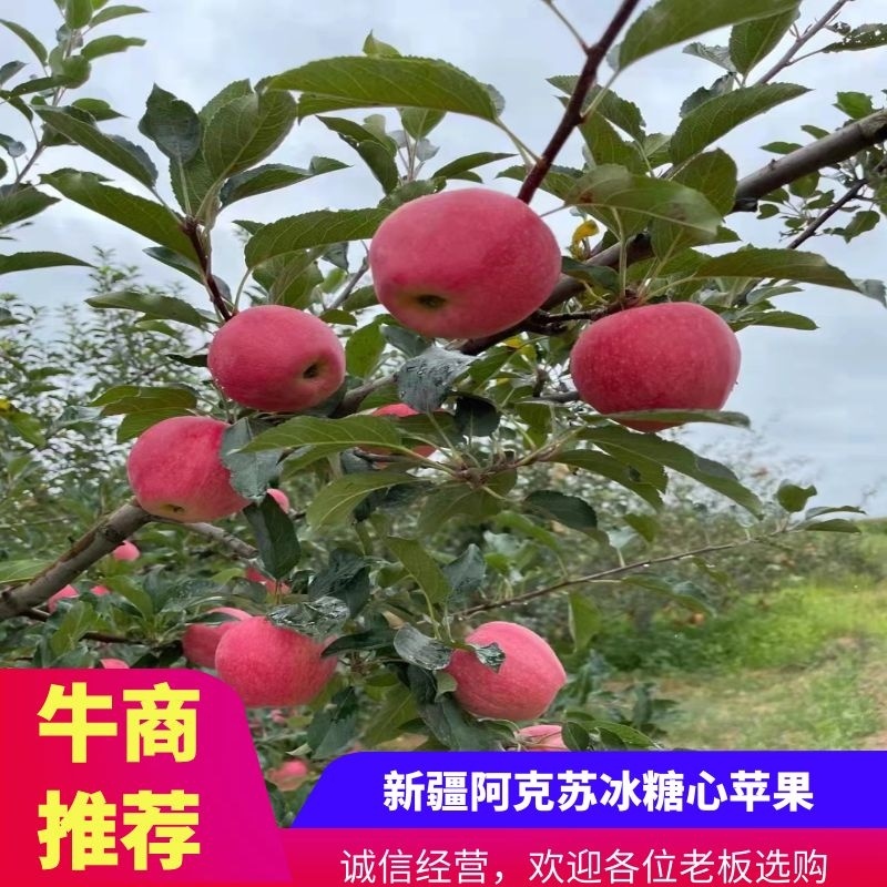 新疆阿克苏红旗坡冰糖心苹果，大量上市，脆甜多汁，