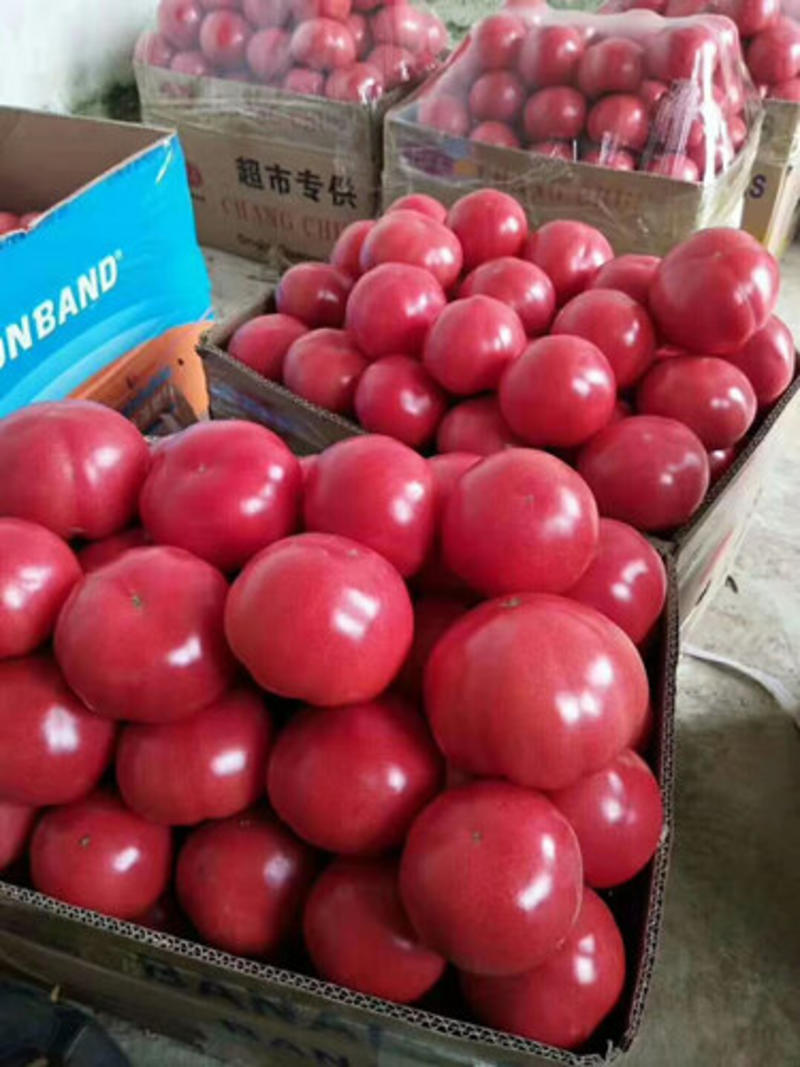 大粉西红柿苗普罗旺斯西红柿苗水果型口感番茄苗