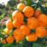 蜜橘湖北宜昌精品柑桔橘子产地直发货源充足口味纯甜