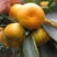 蜜橘湖北宜昌精品柑桔橘子产地直发货源充足口味纯甜