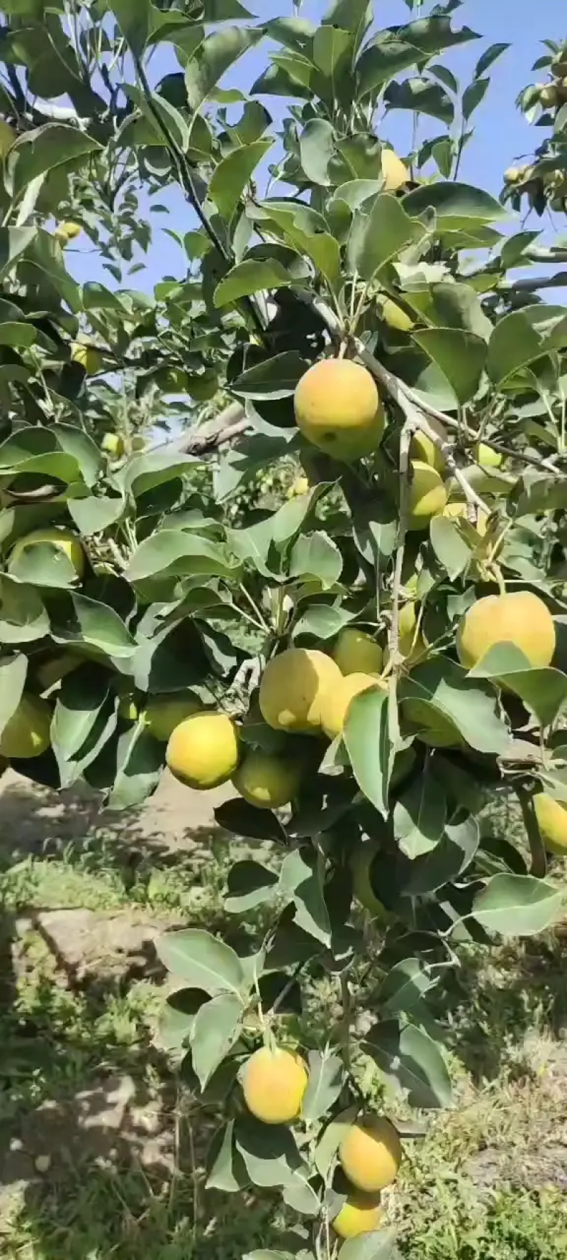 新疆库尔勒香梨,新鲜采摘，脆甜薄皮，货源充足