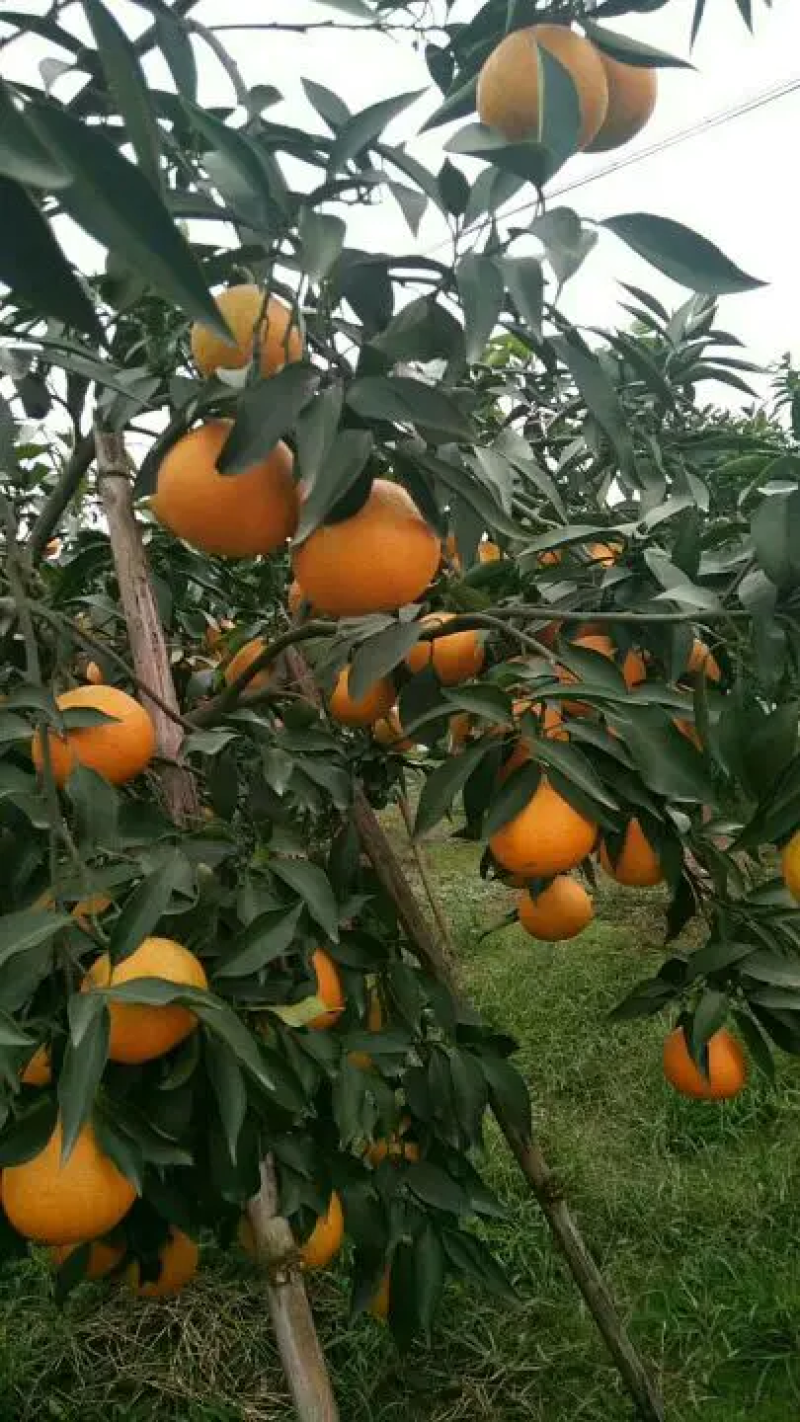 爱媛橙子绵阳精品橙子山泉水灌溉口感好皮薄多汁欢迎订购