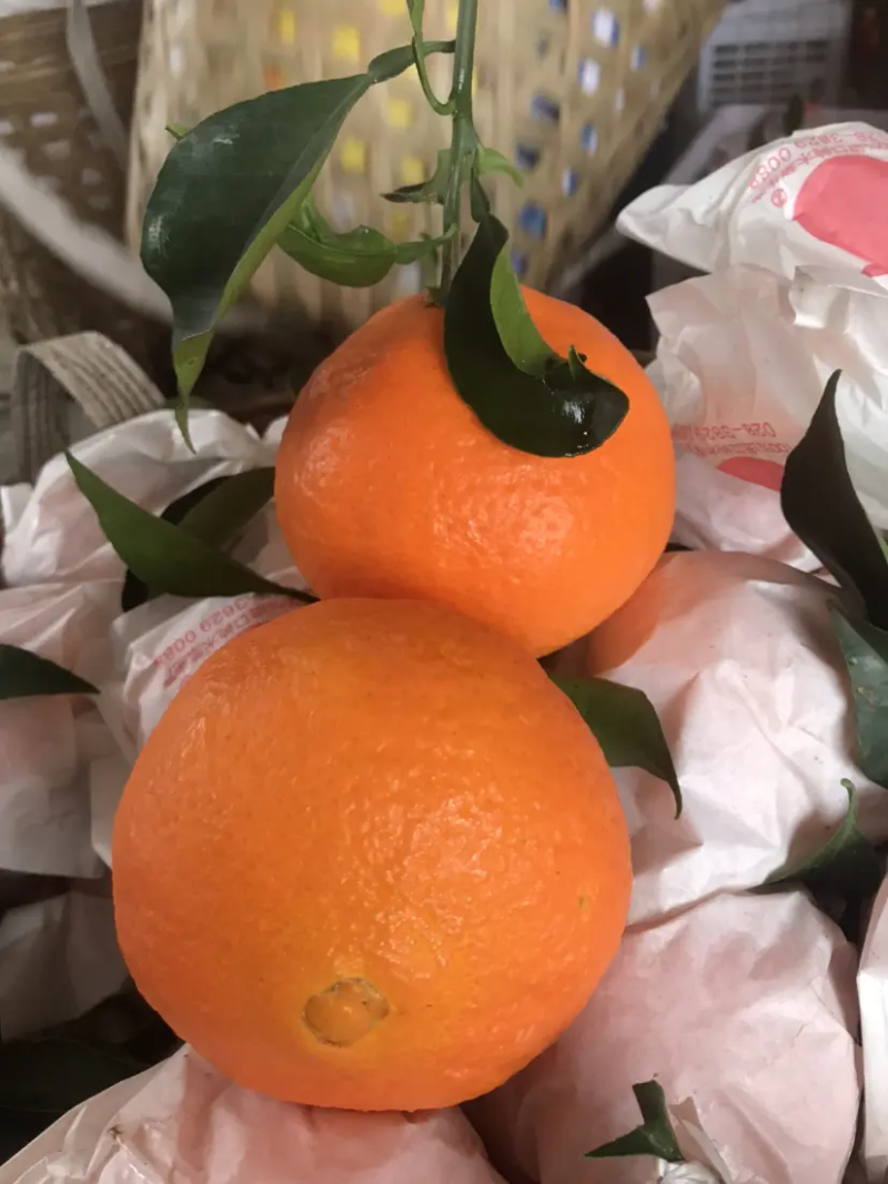 爱媛橙子绵阳精品橙子山泉水灌溉口感好皮薄多汁欢迎订购