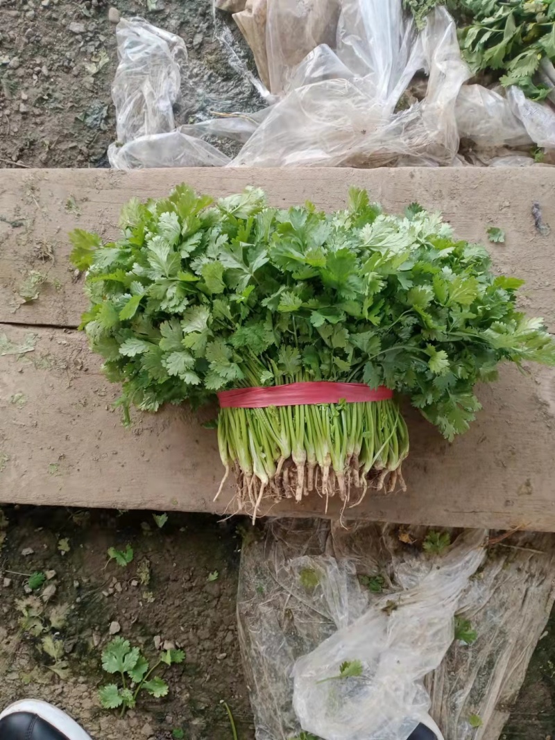 香菜锦州大叶香菜20-30香味大口感好全国发货