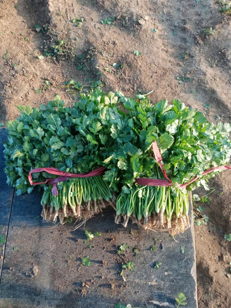 香菜锦州大叶香菜20-30香味大口感好全国发货