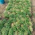香菜锦州大叶香菜20-30香味大口感好全国发货
