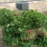 香菜锦州大叶香菜20-30香味大口感好全国发货