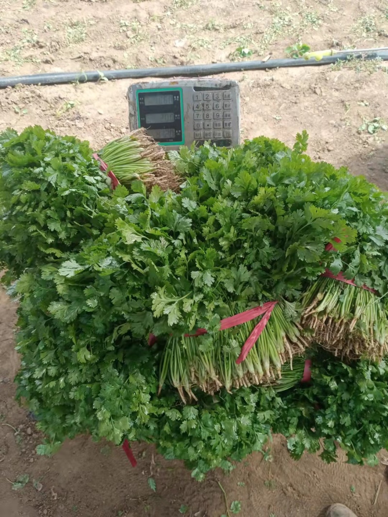 香菜锦州大叶香菜20-30香味大口感好全国发货