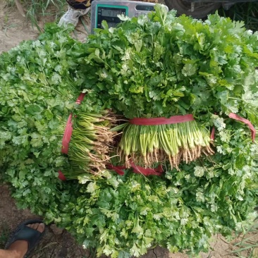 香菜锦州大叶香菜20-30香味大口感好全国发货
