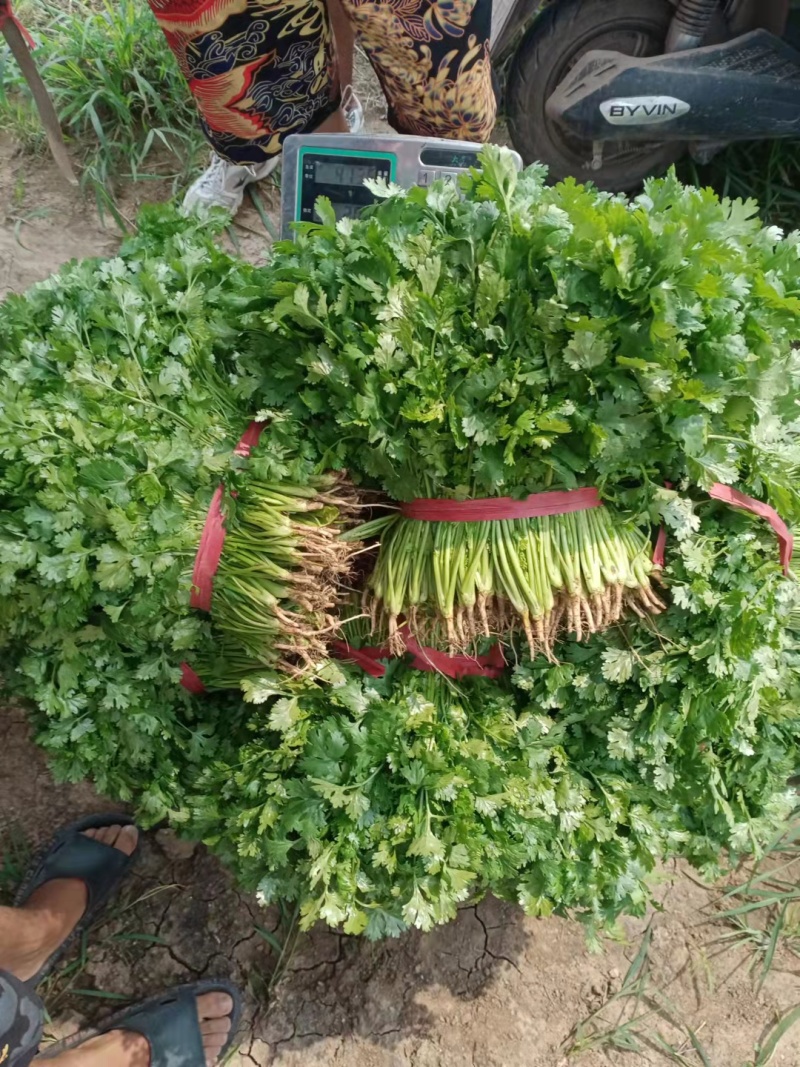 香菜锦州大叶香菜20-30香味大口感好全国发货