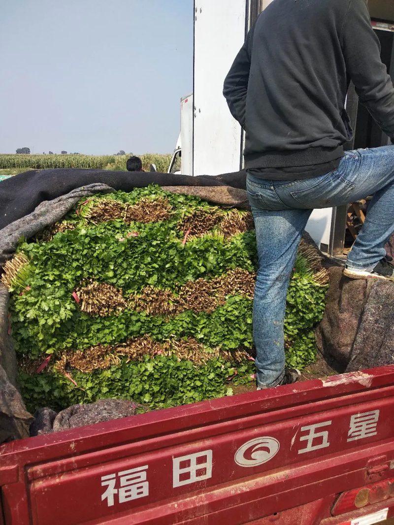 香菜锦州大叶香菜20-30香味大口感好全国发货